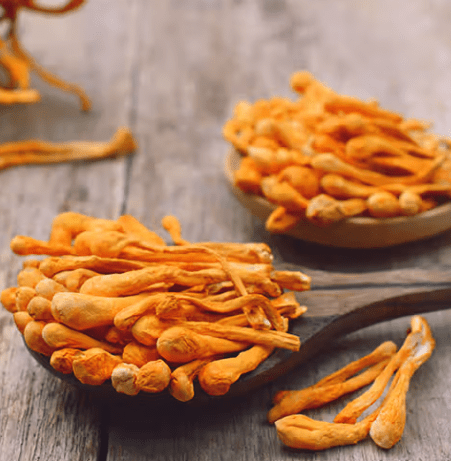 Uses and Safety Considerations of Cordyceps Supplementation